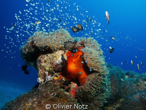 a wonderful anemone with a lot of life by Olivier Notz 